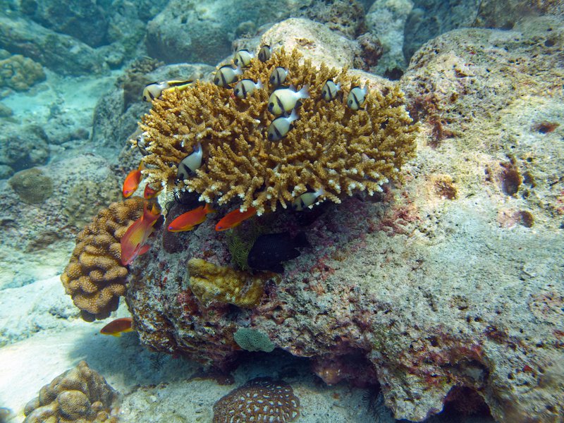 Coral, Seulako Drift